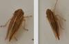 Mocydia crocea